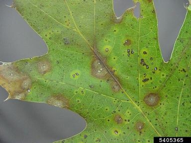 A leaf with brown spots that have a yellow halo around them