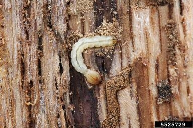 A cream-colored larvae with reddish head beneath bark of oak