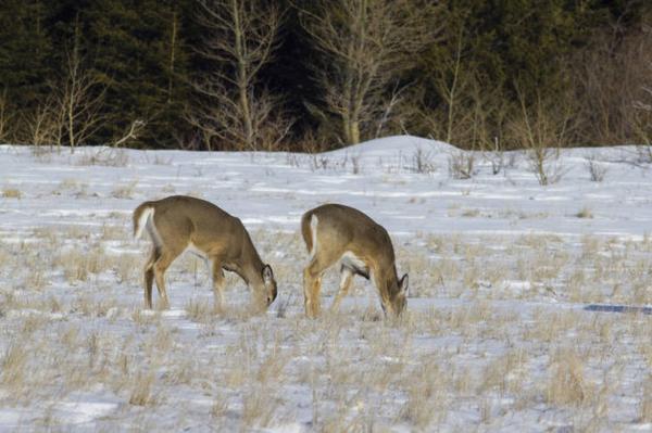 Photo of deer feeding in a snowy field