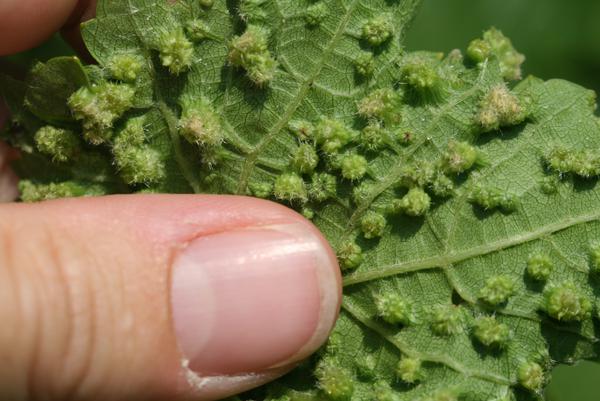Galls formed on leaves by grape phylloxera