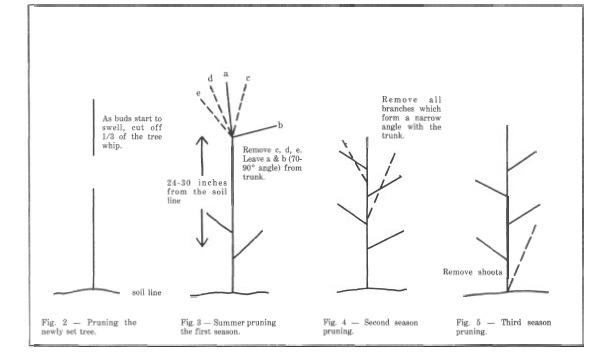 Pruning pear trees.