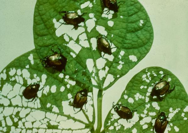 Japanese beetle damage on bean leaves