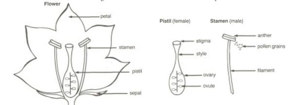 Thumbnail image for Seed and Seed Quality