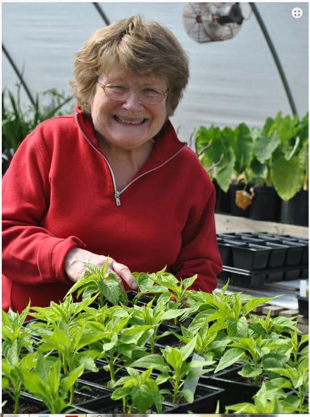 Photo of master gardener working a plant sale