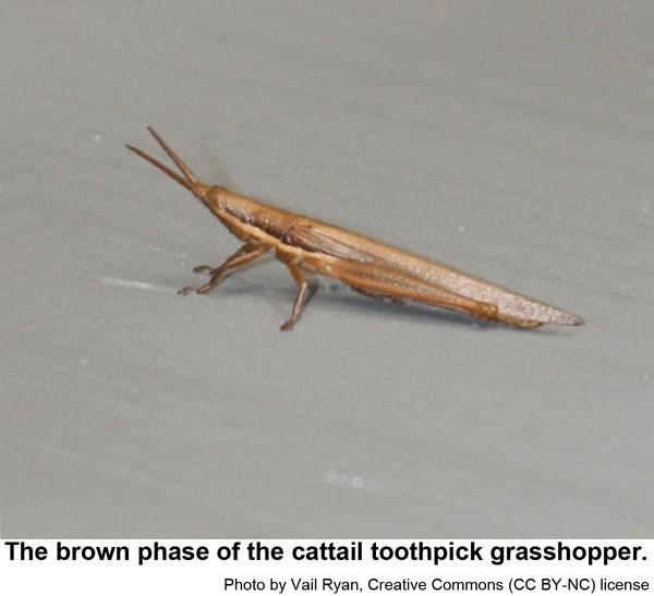 Photo of cattail toothpick grasshopper