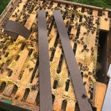 VarroxSan® cardboard strips sitting on top of brood frames