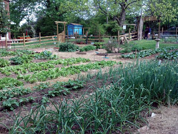 A garden with rows of a variety vegetables growing.