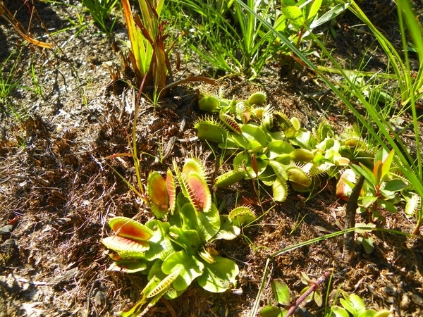 venus flytrap growing from the ground