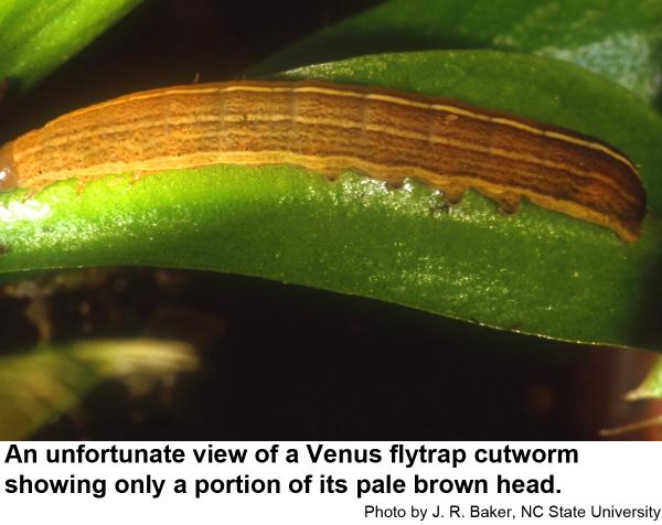 Venus flytrap cutworm