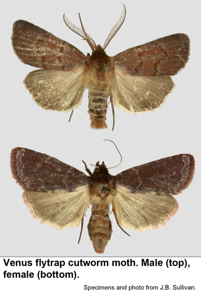 Venus flytrap cutworm moths