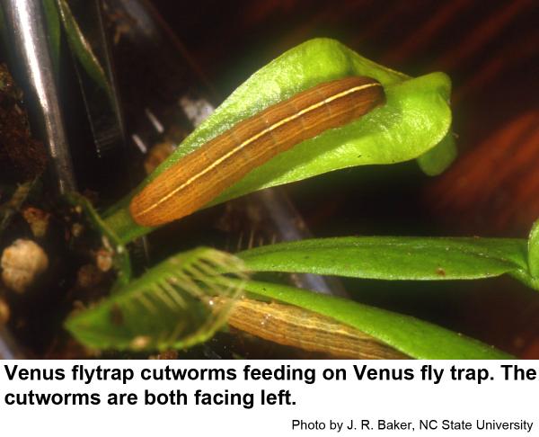 Venus flytrap cutworms