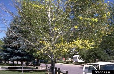A tree with yellow and sparse canopy