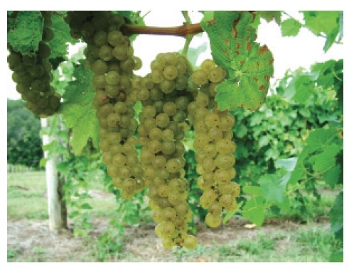 4 compact, long clusters of green colored grapes on a vine.