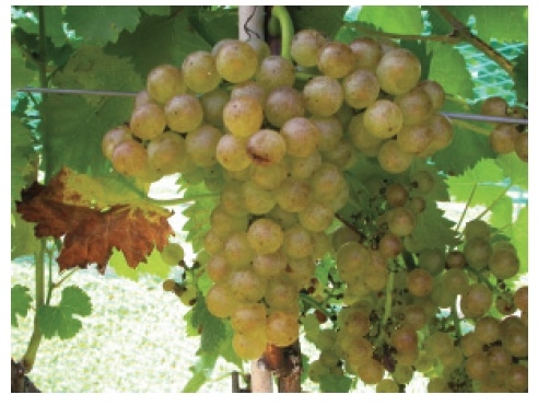 Green colored grapes on a vine with more open cluster shape.