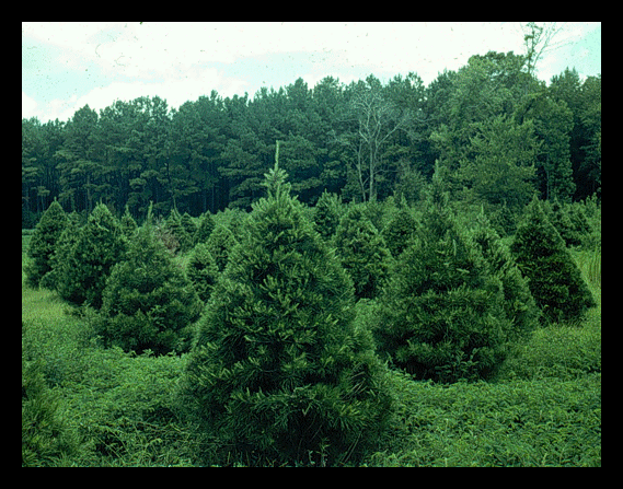 Rows of Virginia pines