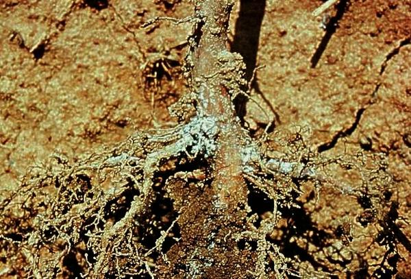 WAA root infestation