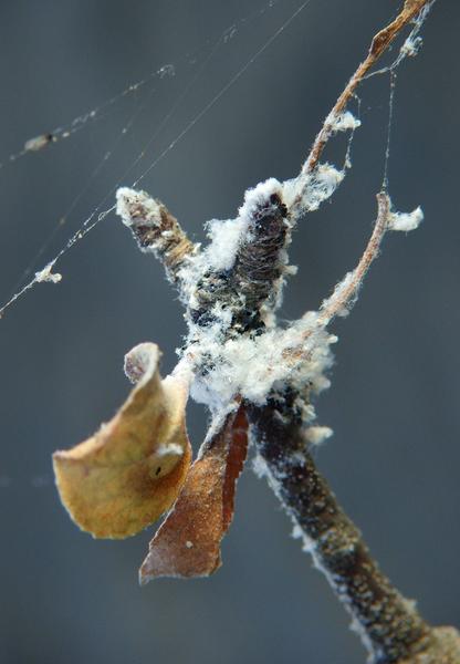 Woolly apple aphid colony