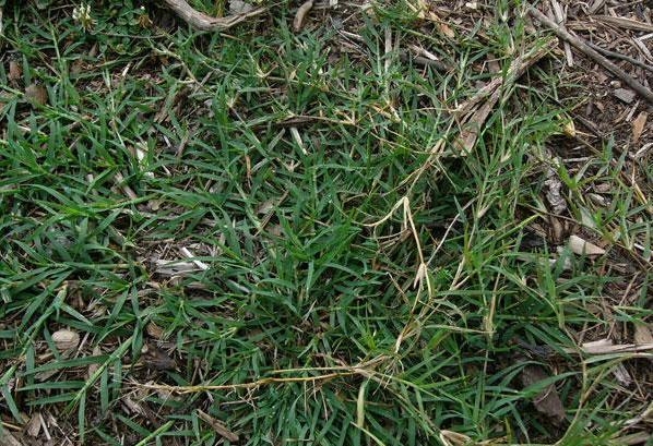 A patch of Bermudagrass showing rhizome growth.