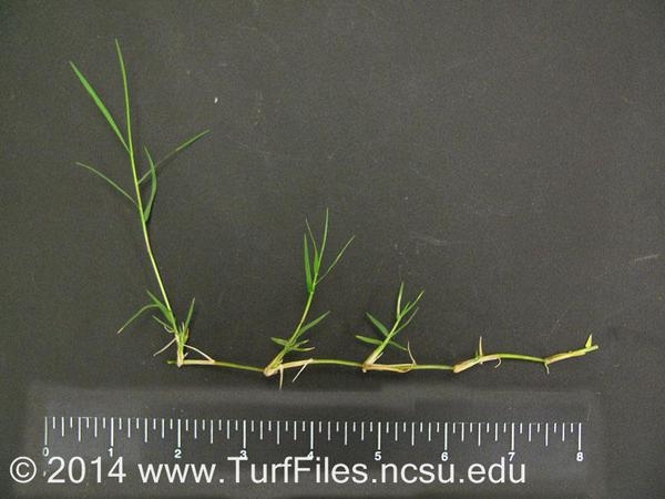 Bermudagrass rhizome with a ruler for scale.