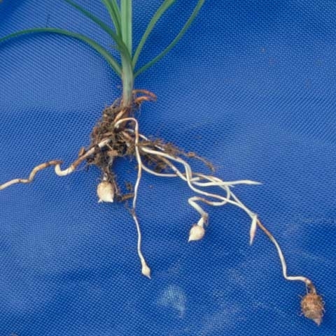 Yellow nutsedge plant with white roots exposed.