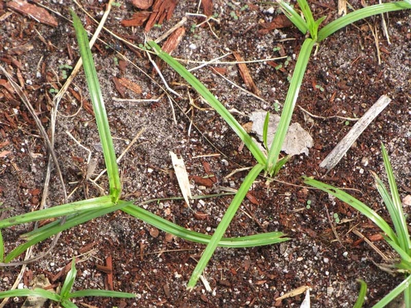 Sparse growing plants with long, thin leaves.