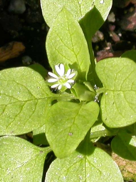 Chickweed leaves with a small white flower in the center.