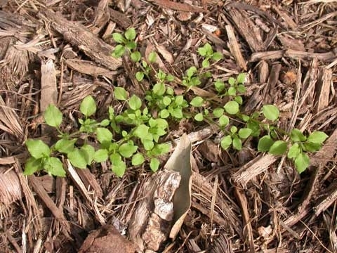 Chickweed plant growing in mulch.