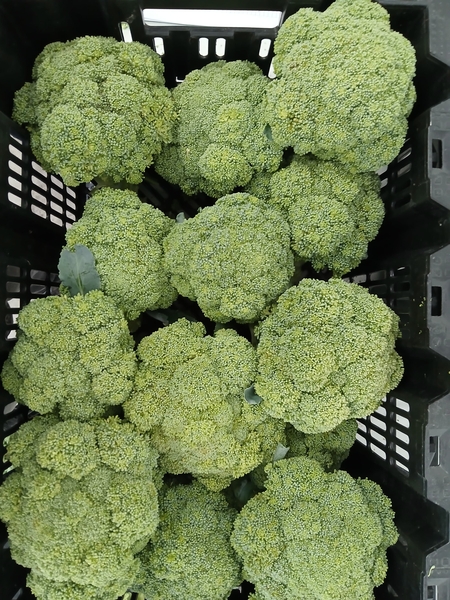 Multiple broccoli heads in a basket