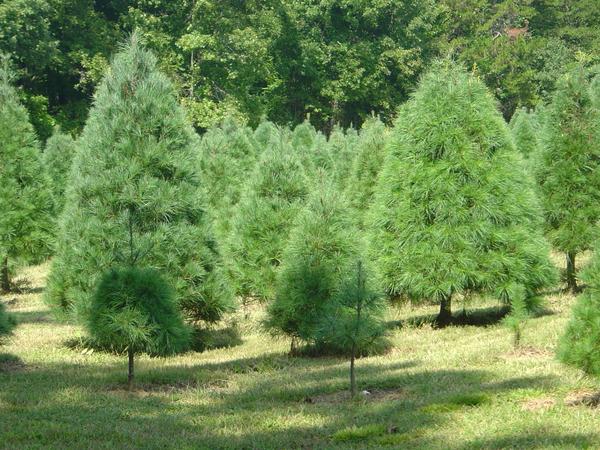 White pines