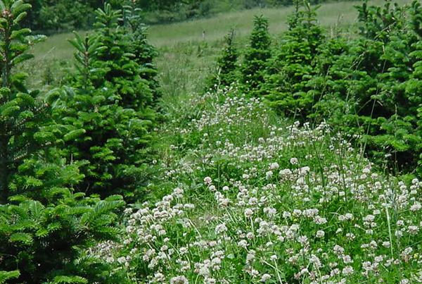 Flowering white clover grows between two rows of four foot tall Fraser fir Christmas trees.