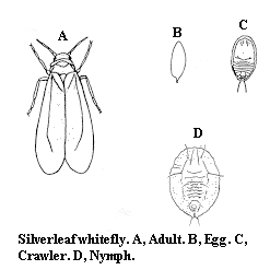 Figure 14. Silverleaf whitefly stages.