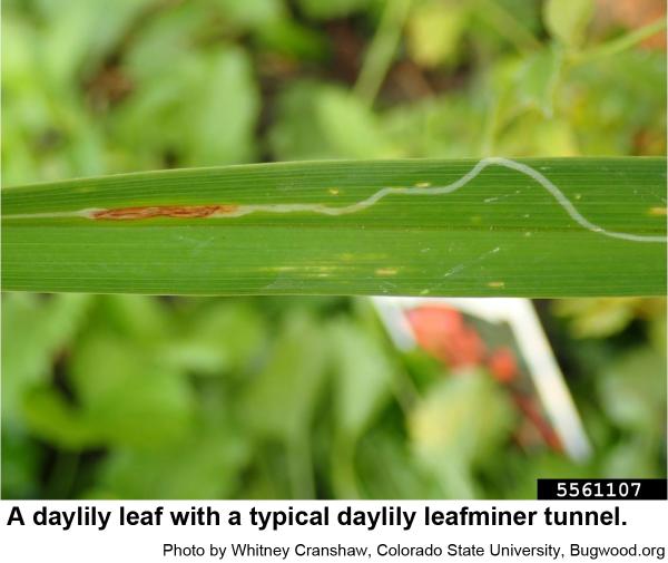Daylily leafminer mine in leaf