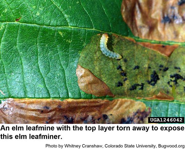 Photo of elm leafminers