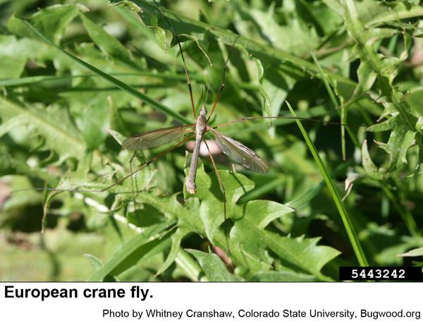 Crane flies have long, fragile legs.