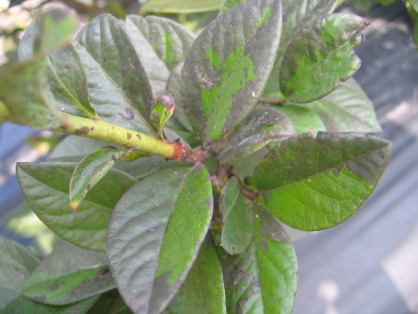 blueberry branch showing black leaves due to fungal growth caused by honey due covering