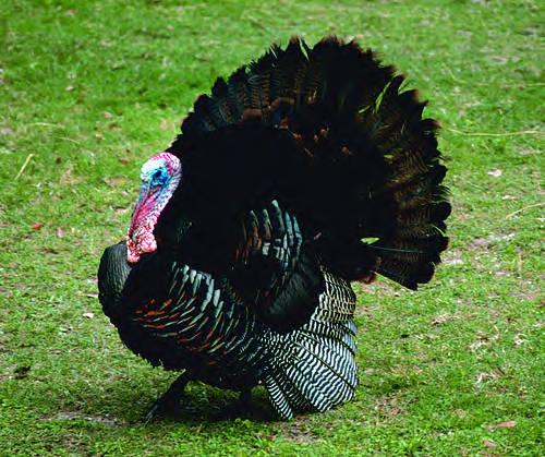 Photo of a male wild turkey in full display