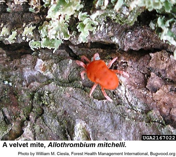 Velvet mites are red