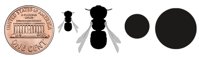 Wool carder bee body and tunnel size relative to a penny