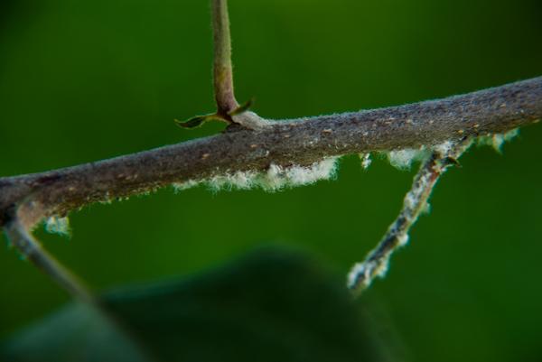 Woolly apple aphid colony