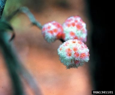 A white "fluffy" growth on a stem with pink spots.