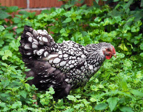 Chicken with white and black feathers that darken at the tail