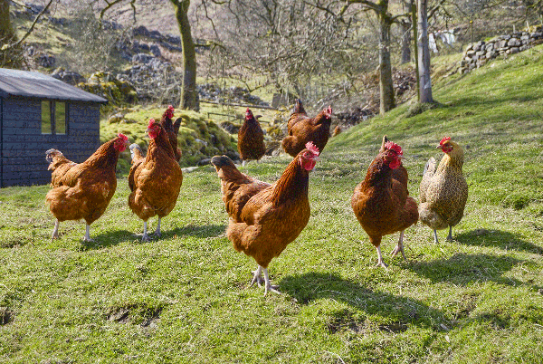 Chickens roam in a bright, grassy yard