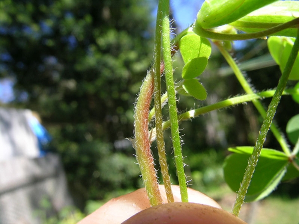 Hairy stems of a woodsorrel plant.