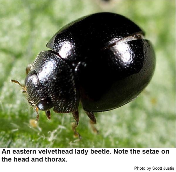 Eastern velvethead lady beetle