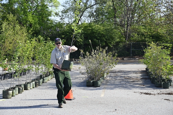 A man carries a large tree across a parking lot, many trees in pots behind him