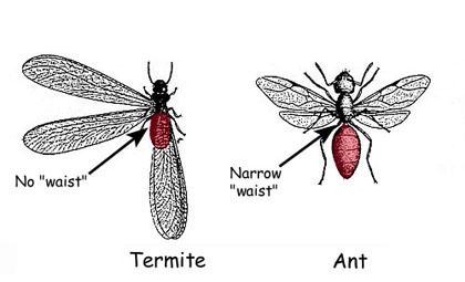 Figure 1a. Termites have no waist; ants have a narrow waist.