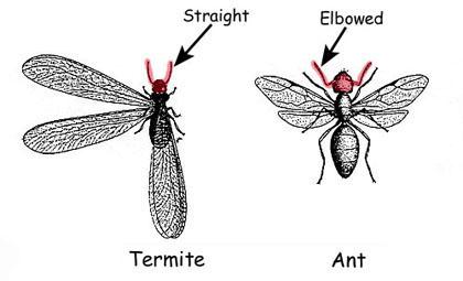 Figure 1c. Termites have straight antennae; ants have bent or e