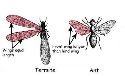 Figure 1b. Termites have wings of equal length; ants have a fron