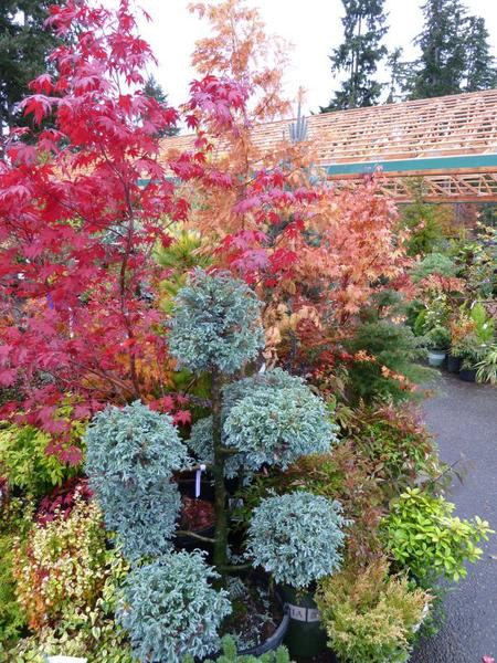Trees in garden display a variety of colored leaves