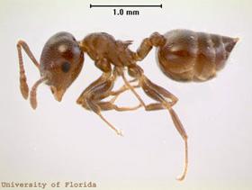 Figure 15. Acrobat ant.